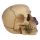 Skull and Bones Totenkopf mit lila Rosen