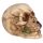 Totenkopf mit Rosen zwischen den Zähnen